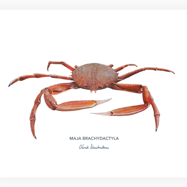 varek.illustrations - Affiche l'Araignée de Mer