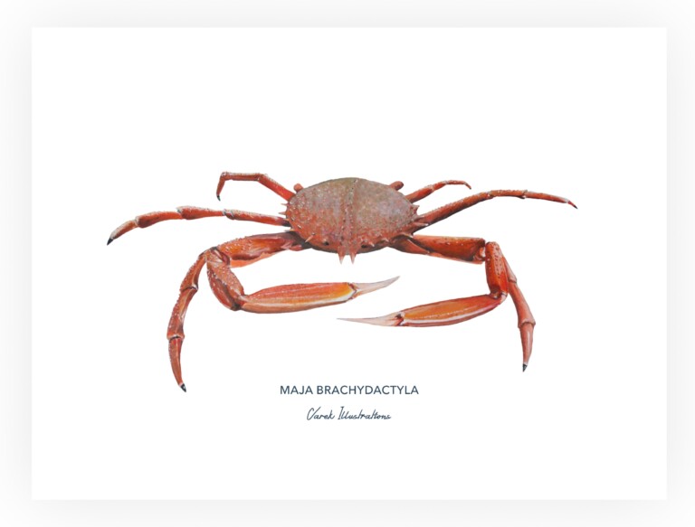 varek.illustrations - Affiche l'Araignée de Mer