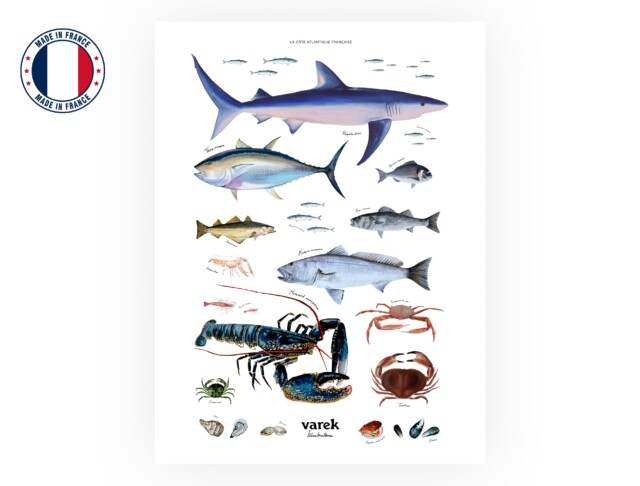 varek.illustrations - Affiche : La vie marine de l'Atlantique