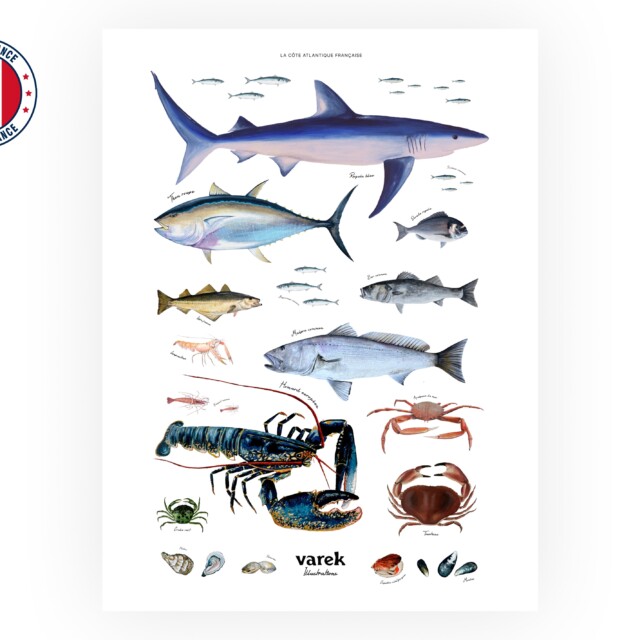 varek.illustrations - Affiche : La vie marine de l'Atlantique