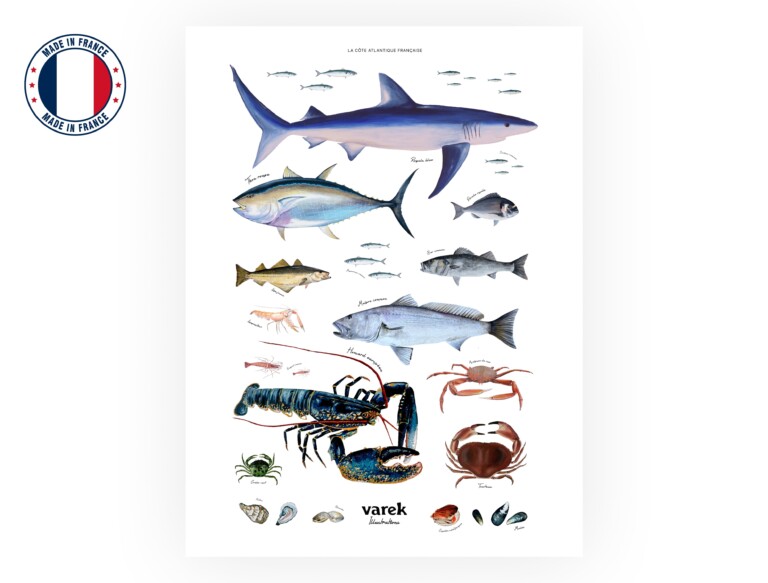 varek.illustrations - Affiche : La vie marine de l'Atlantique