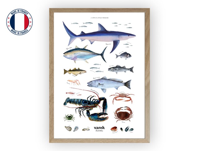 varek.illustrations - Affiche : La vie marine de l'Atlantique