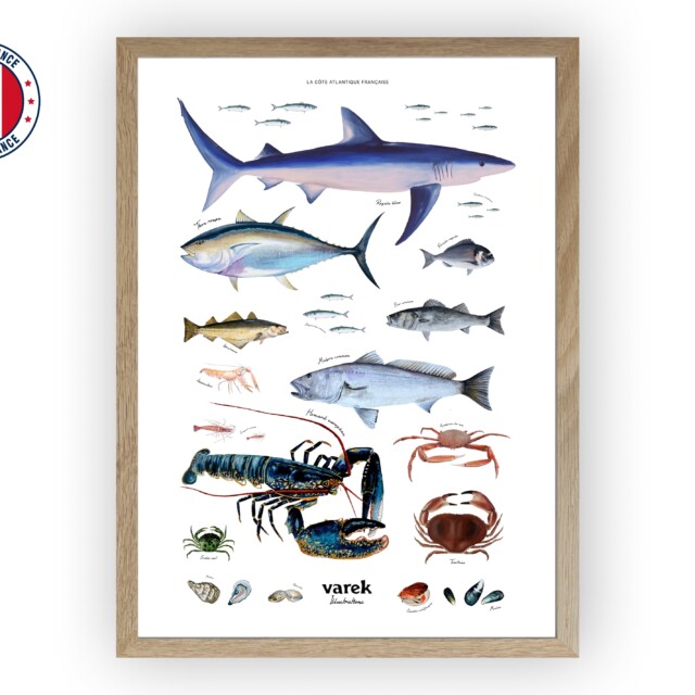varek.illustrations - Affiche : La vie marine de l'Atlantique