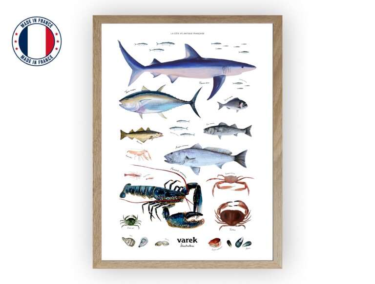 varek.illustrations - Affiche : La vie marine de l'Atlantique