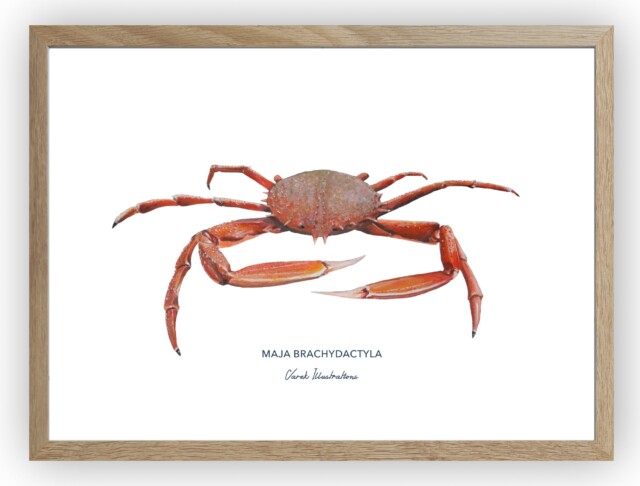 varek.illustrations - Affiche l'Araignée de Mer