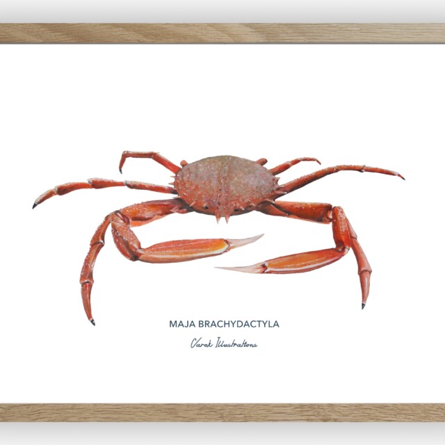 varek.illustrations - Affiche l'Araignée de Mer