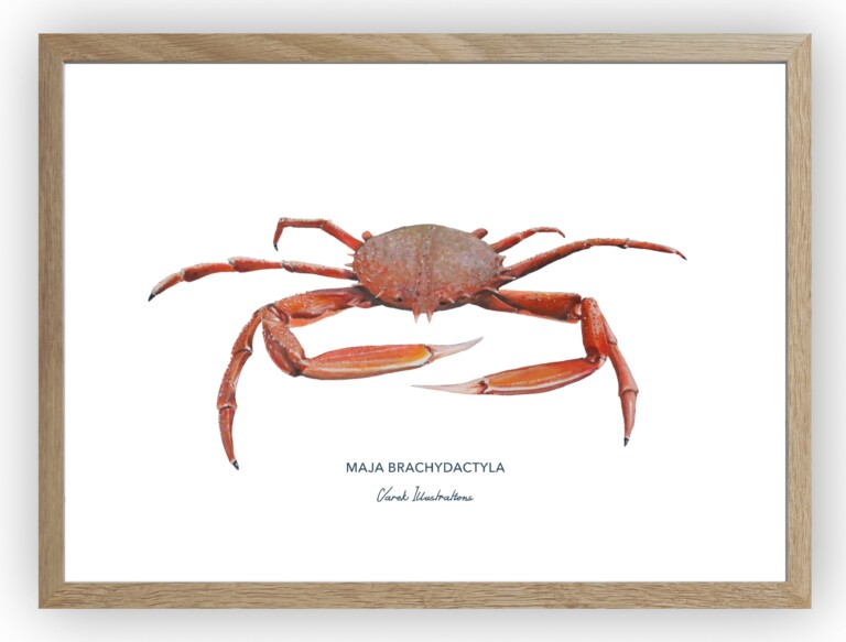 varek.illustrations - Affiche l'Araignée de Mer