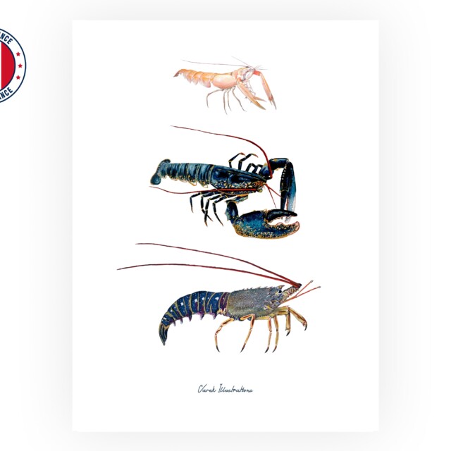 varek.illustrations - Affiche : Les Crustacés à Pinces