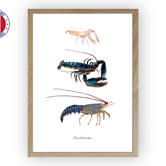 varek.illustrations - Affiche : Les Crustacés à Pinces