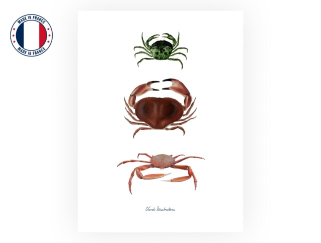 varek.illustrations - Affiche : Les Crabes