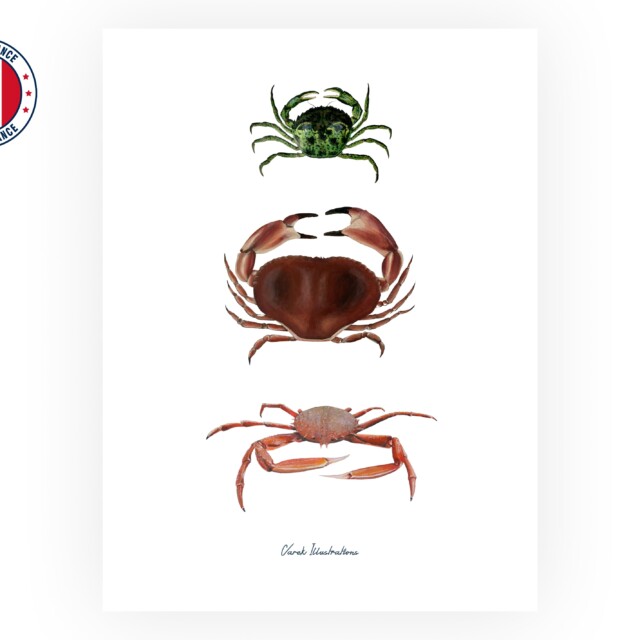 varek.illustrations - Affiche : Les Crabes