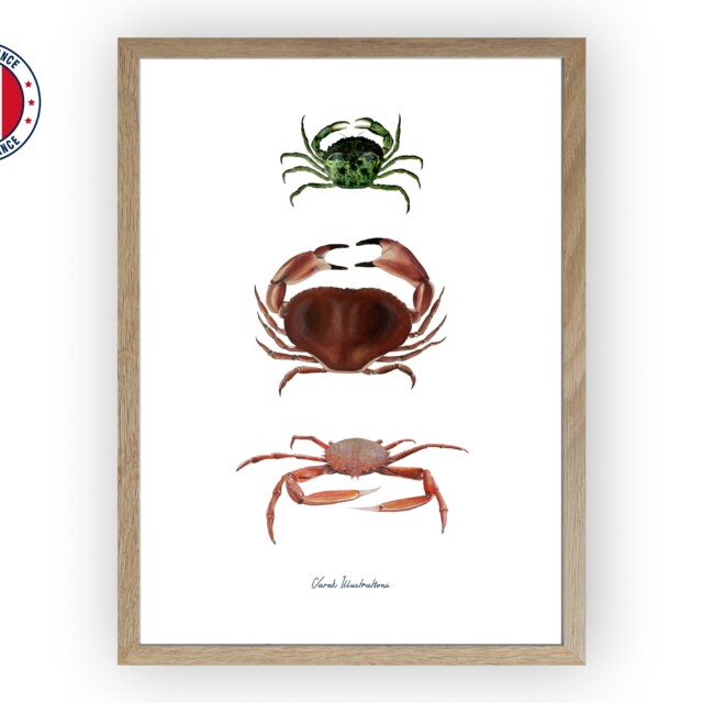 varek.illustrations - Affiche : Les Crabes