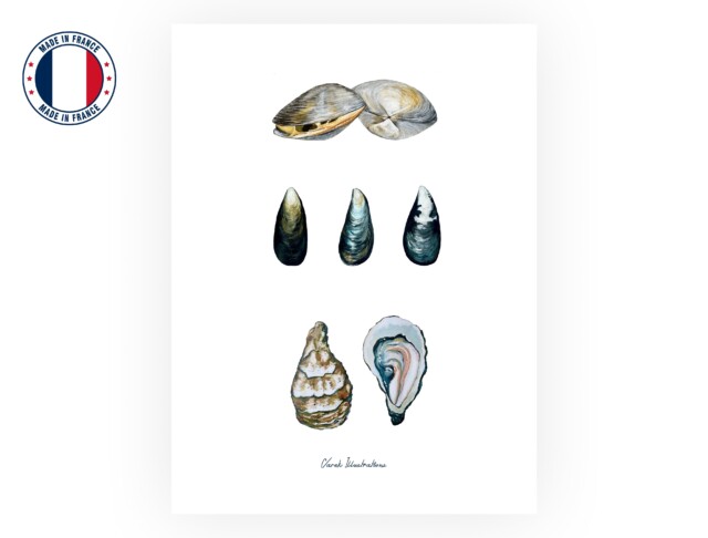 varek.illustrations - Affiche : Les Coquillages