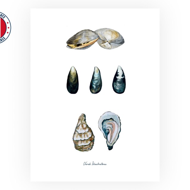 varek.illustrations - Affiche : Les Coquillages