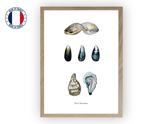 varek.illustrations - Affiche : Les Coquillages