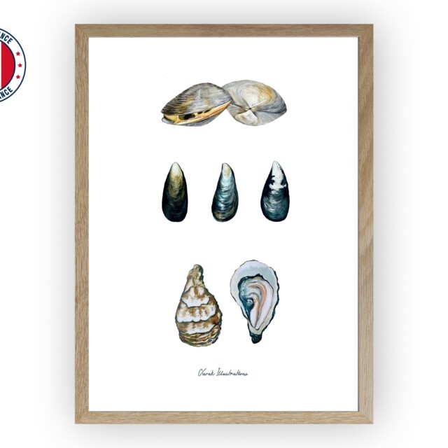 varek.illustrations - Affiche : Les Coquillages