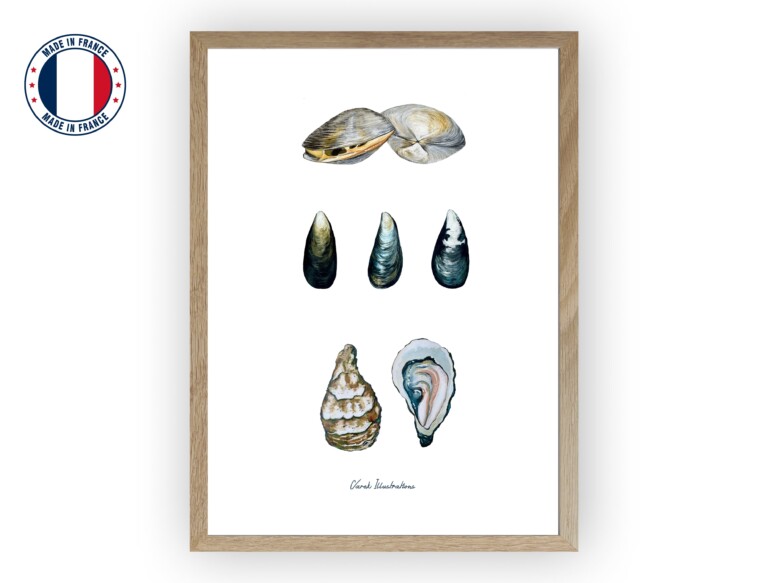 varek.illustrations - Affiche : Les Coquillages