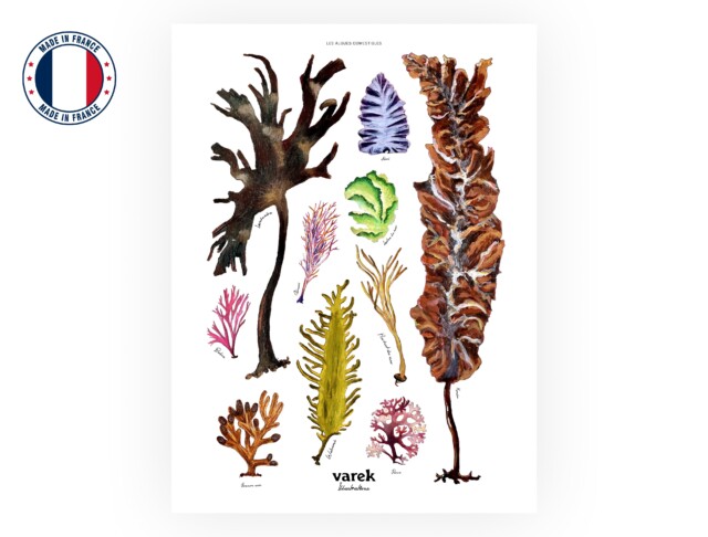 varek.illustrations - Affiche : Les Algues Comestibles
