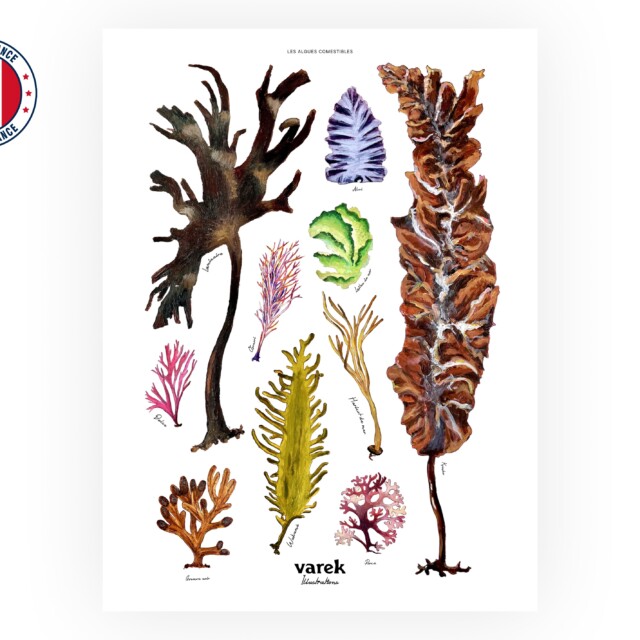 varek.illustrations - Affiche : Les Algues Comestibles