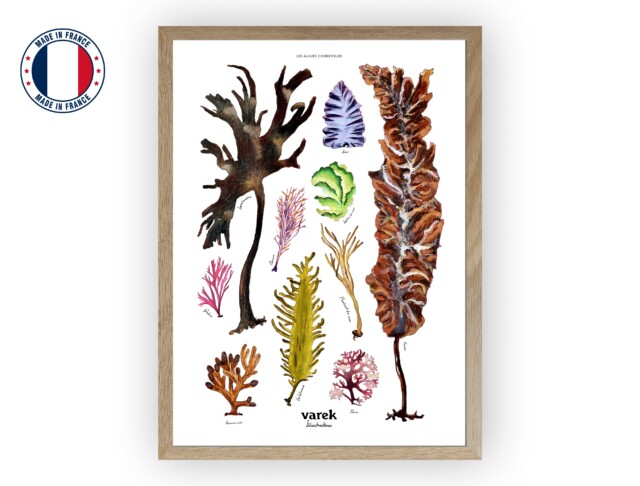varek.illustrations - Affiche : Les Algues Comestibles