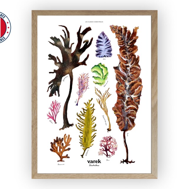 varek.illustrations - Affiche : Les Algues Comestibles