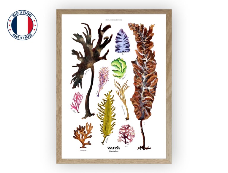 varek.illustrations - Affiche : Les Algues Comestibles