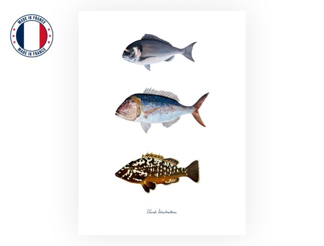 varek.illustrations - Affiche : Les Poissons de Méditerranée