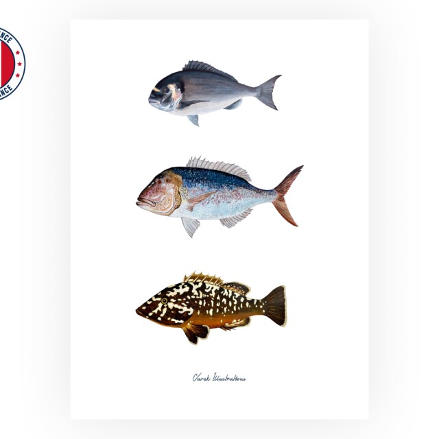 varek.illustrations - Affiche : Les Poissons de Méditerranée