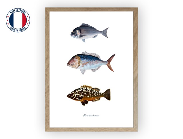 varek.illustrations - Affiche : Les Poissons de Méditerranée