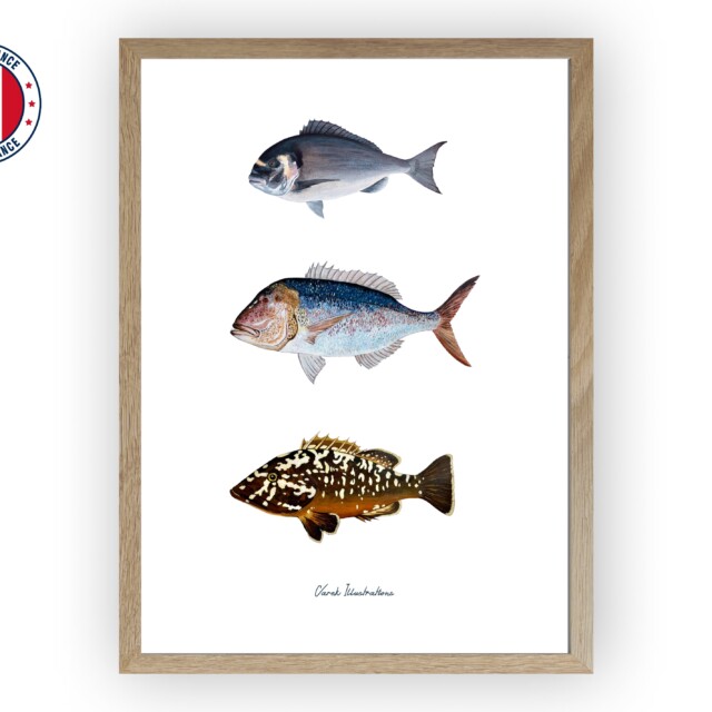 varek.illustrations - Affiche : Les Poissons de Méditerranée