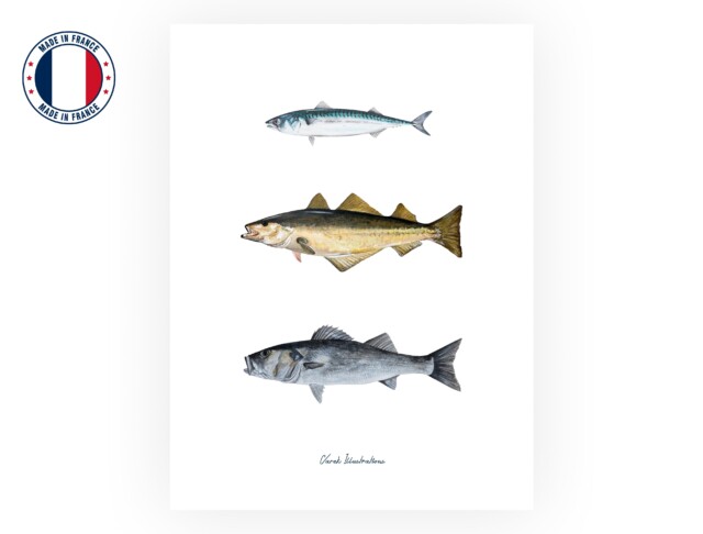 varek.illustrations - Affiche : Les Poissons de nos Côtes