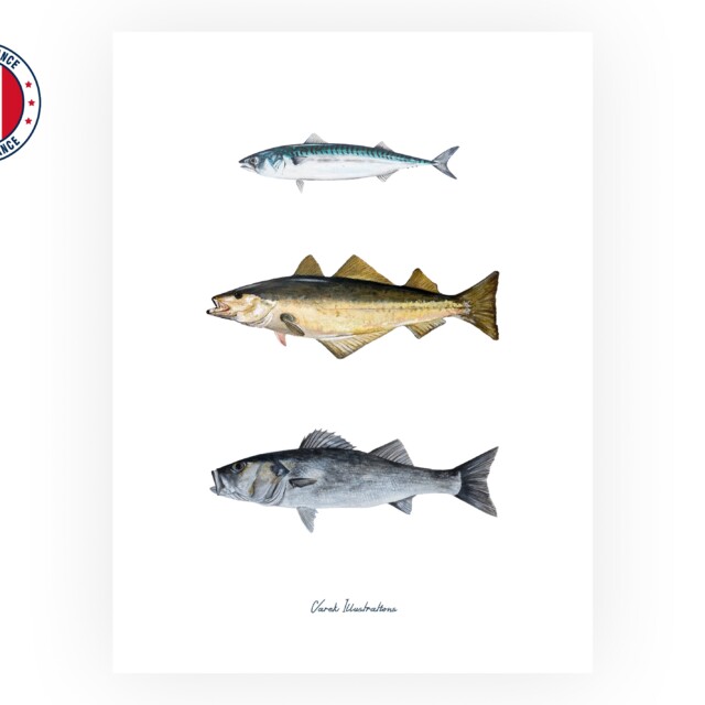 varek.illustrations - Affiche : Les Poissons de nos Côtes