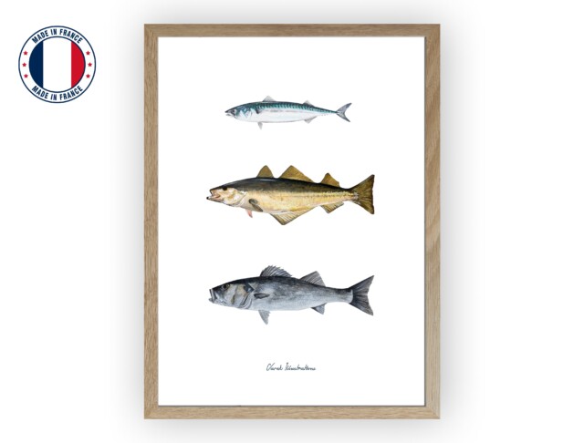 varek.illustrations - Affiche : Les Poissons de nos Côtes