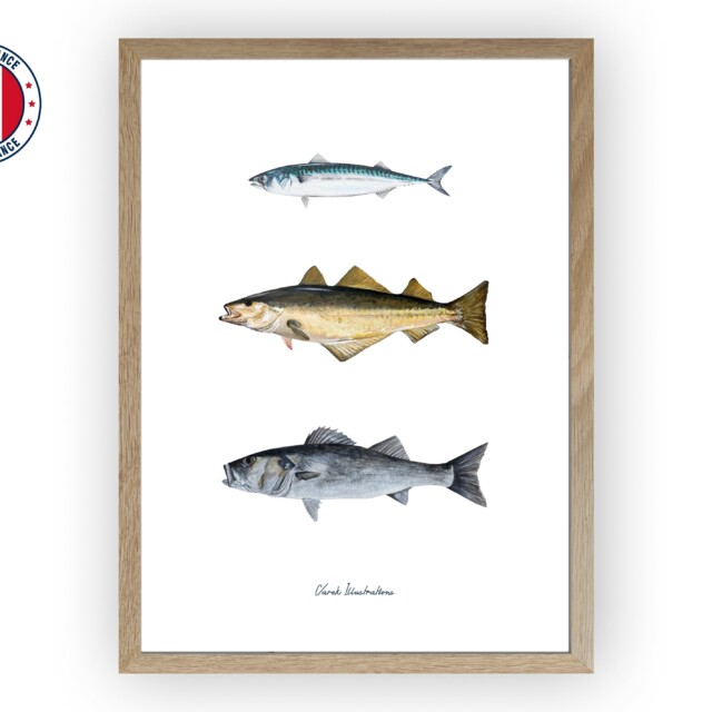varek.illustrations - Affiche : Les Poissons de nos Côtes