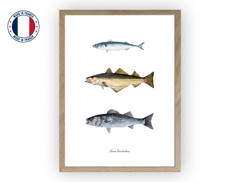 varek.illustrations - Affiche : Les Poissons de nos Côtes