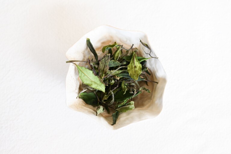 Maison Théerie - Thé blanc breton premium - Moëlan-sur-mer