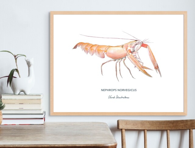 varek.illustrations - Affiche La Langoustine