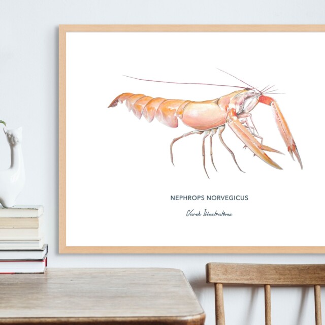 varek.illustrations - Affiche La Langoustine