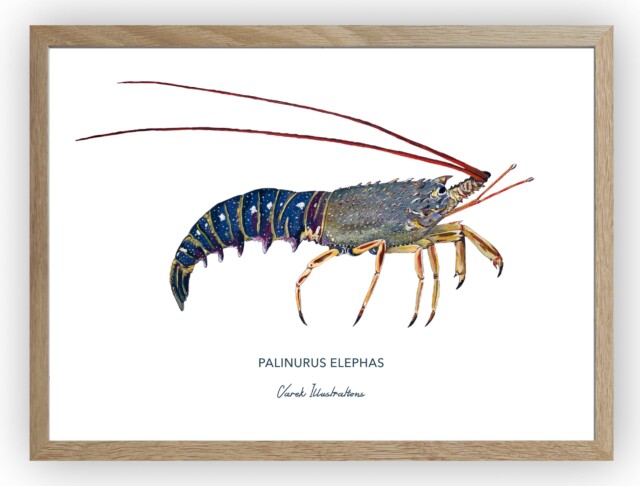 varek.illustrations - Affiche La Langouste