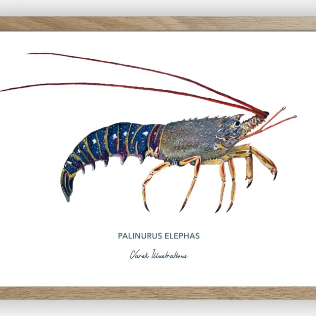 varek.illustrations - Affiche La Langouste