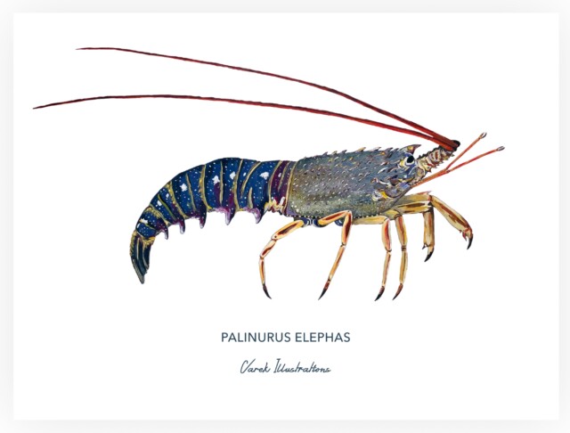 varek.illustrations - Affiche La Langouste
