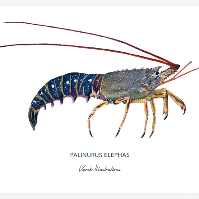 varek.illustrations - Affiche La Langouste