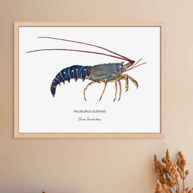 varek.illustrations - Affiche La Langouste