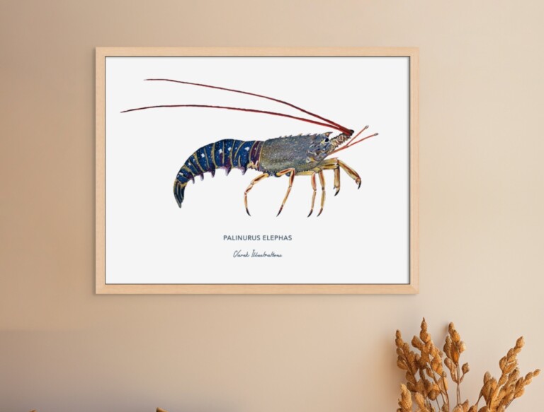 varek.illustrations - Affiche La Langouste