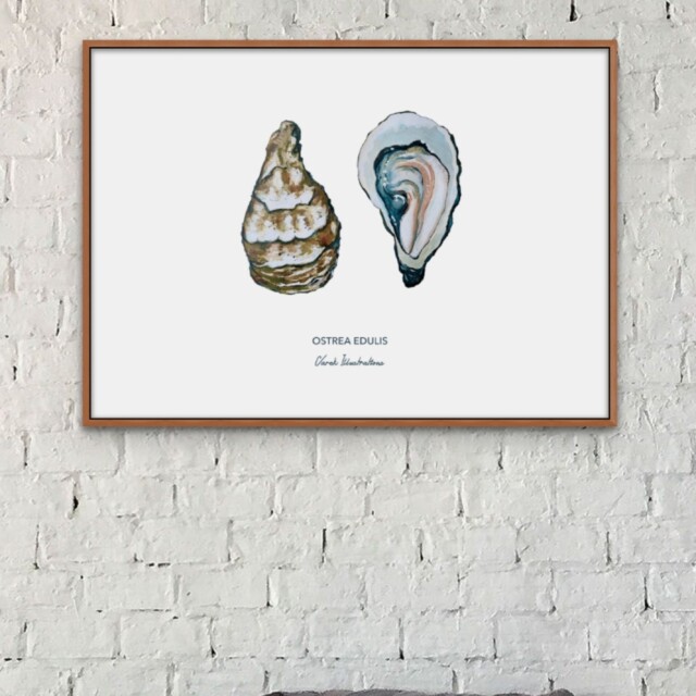 varek.illustrations - Affiche L'huître