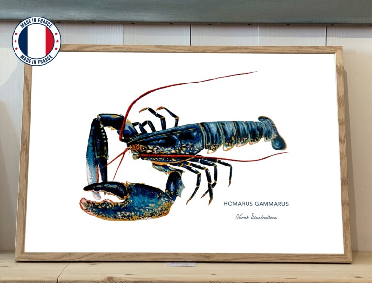varek.illustrations - Affiche Le Homard