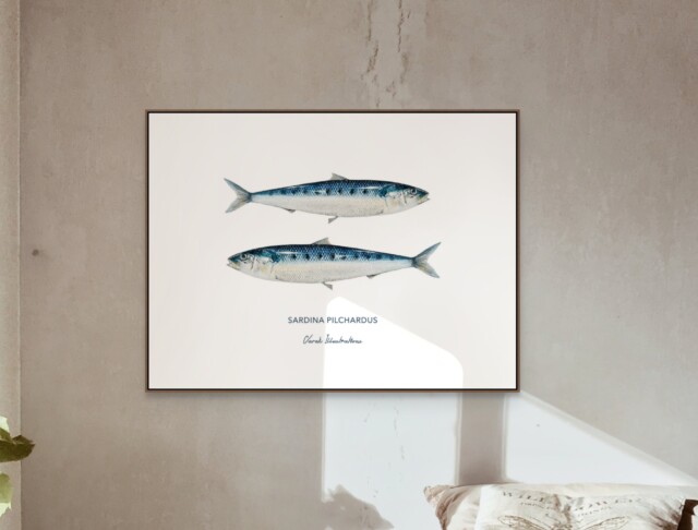 varek.illustrations - Affiche Les Sardines
