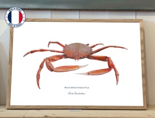 Varek Illustrations - Affiche lAraignée de Mer
