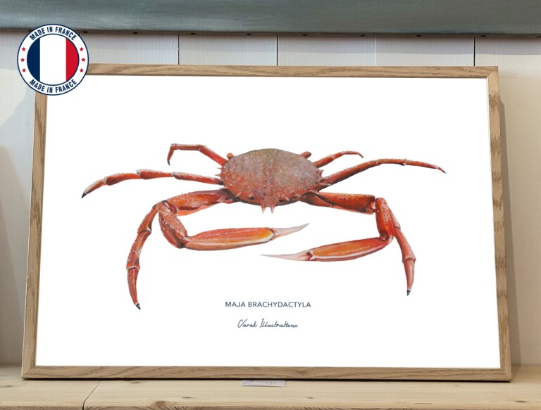 varek.illustrations - Affiche l'Araignée de Mer