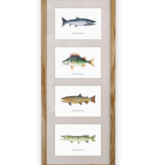 varek.illustrations - Quatuor 20x50 cm : Les Poissons d'eau douce